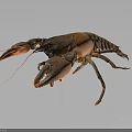 Reddish Brown Crayfish with Extended Claws and Long Antennae Isolated on Dark Reflective Background