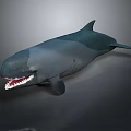 Detailed Sperm Whale 3D Model With Open Mouth And Exposed Teeth