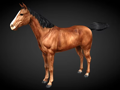 Detailed Realistic Brown Horse With Black Mane Tail And Standing Pose 3d model