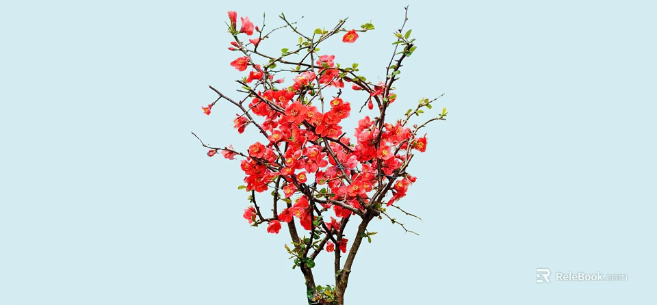 Bush with Vibrant Red Flowers and Fresh Green Leaves Against Light Blue Background 3d model 