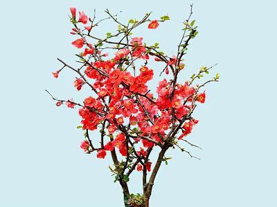 Bush with Vibrant Red Flowers and Fresh Green Leaves Against Light Blue Background 3d model