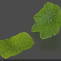 Vibrant Green Heart Shaped Lotus Leaves With Visible Veins On Gray Water Surface