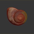 conch bone snail snail field snail shellfish marine animal fish freshwater fish marine fish animal 3d model