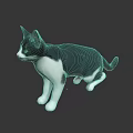 Black and white cat with green eyes in standing pose on dark reflective surface
