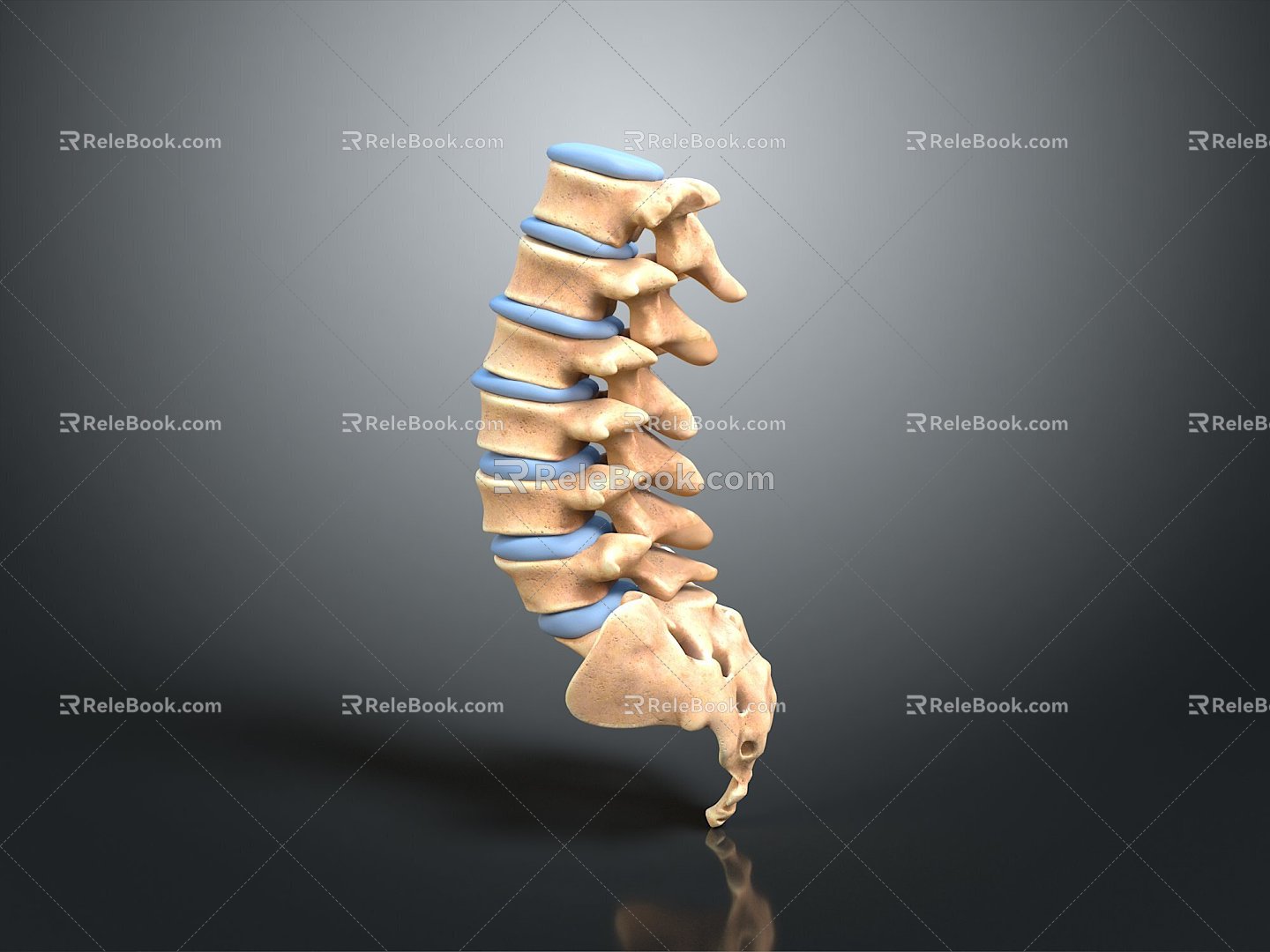 Vertebrae Cervical vertebrae Vertebrae Bone Bone Human Bone Bone Human Body Organ 3d model