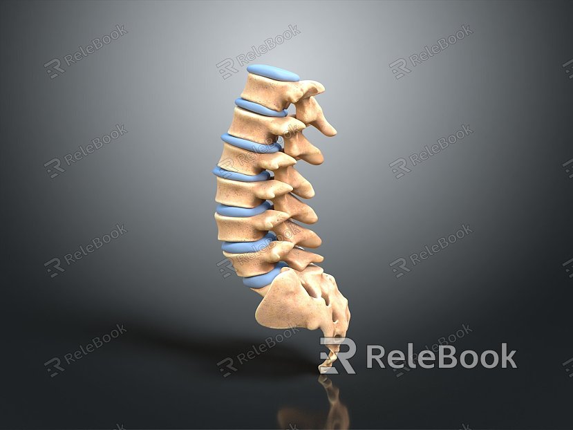 Vertebrae Cervical vertebrae Vertebrae Bone Bone Human Bone Bone Human Body Organ model