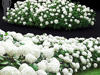 Ornamental Decor Set with White Hydrangea Blooms and Lush Green Leaves 3d model