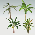 Different Tropical Arbor Species With Broad Green Leaves And Unique Trunks