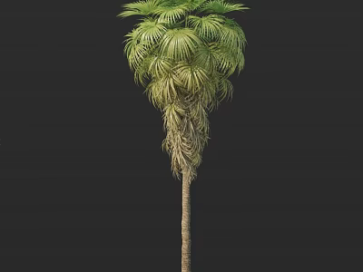 Tall Palm Tree With Slender Trunk And Lush Green Fronds Isolated On Dark Background 3d model