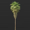 Tall Palm Tree With Slender Trunk And Lush Green Fronds Isolated On Dark Background