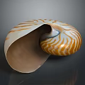 Nautilus Shell With Spiral Shape And Orange White Stripes On Dark Background 3d model