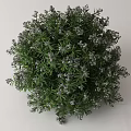 Round Shaped Potted Plant With Green Leaves And Small White Flowers