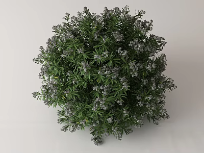 Round Shaped Potted Plant With Green Leaves And Small White Flowers 3d model