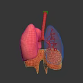 Detailed Human Lungs 3D Anatomical Model With Trachea And Bronchi Structures 3d model