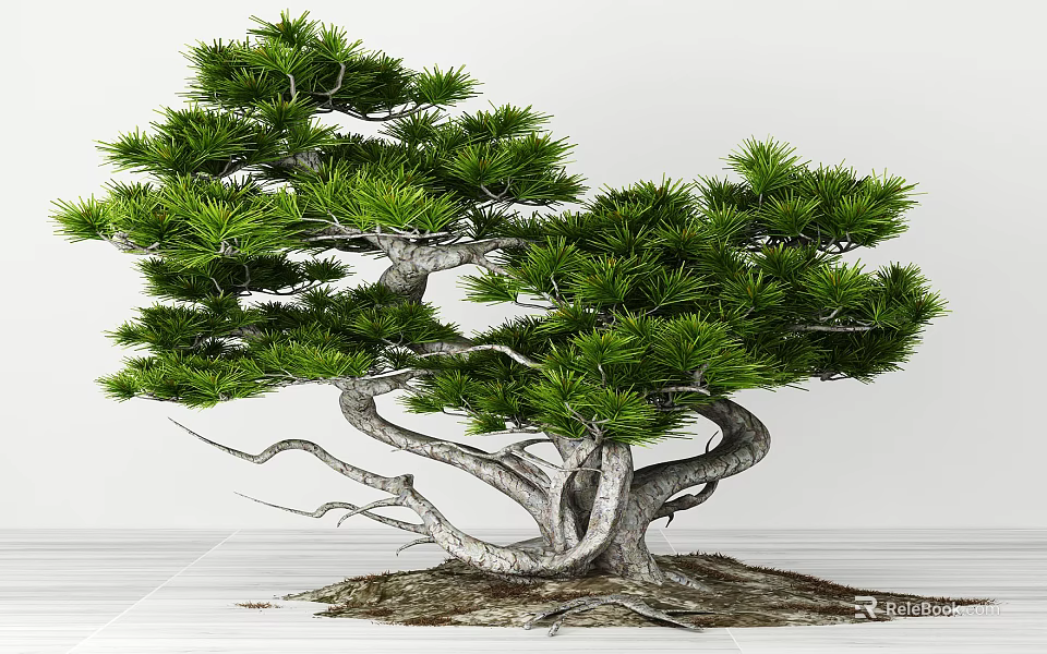 Lush Green Arbor With Twisted Trunk Exposed Roots And Bonsai Style On White Background 3d model 