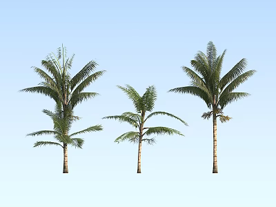 Three Tall Palm Trees With Green Fronds Standing Against Light Blue Sky 3d model