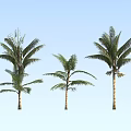 Three Tall Palm Trees With Green Fronds Standing Against Light Blue Sky