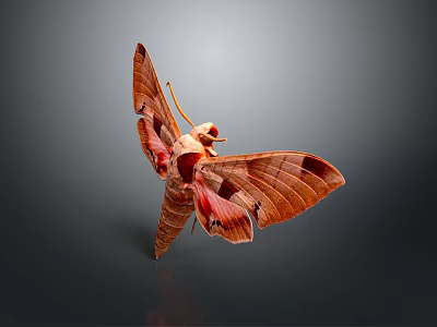 Detailed Brown And Red Moth With Spread Wings On Dark Background 3d model