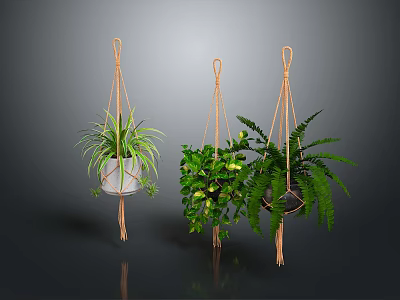 Hanging Basket Plants With Various Green Foliage And Decorative Planters For Home Interior 3d model