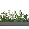 Lush Healthy Potted Plants In Rectangular Planter With Various Green Foliage