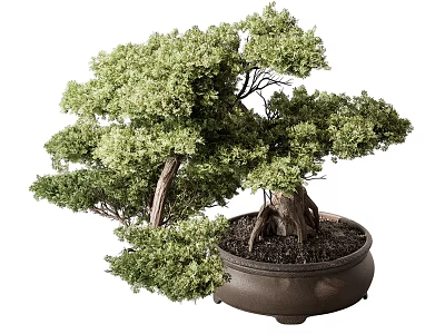 Lush Bonsai Tree with Curved Trunk Exposed Roots and Dark Ceramic Pot in Natural Shape 3d model