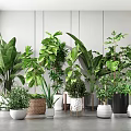 Indoor Potted Plants With Various Green Species And Stylish Decorative Planters