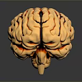 Golden Human Brain With Hair Like Textured Surface And Shiny 3D Rendering