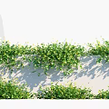 Green Climbing Vines With Yellow Small Flowers On White Wall And Low Green Plants