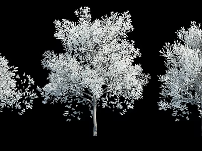 Detailed Arbor 3D Render With White Foliage And Thick Branches On Black Background 3d model