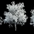 Detailed Arbor 3D Render With White Foliage And Thick Branches On Black Background 3d model