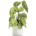 Stylish Indoor Garden Decor With Variegated Leafy Plants In White Ceramic Pots