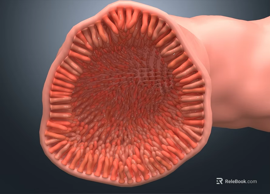 Man's Intestinal Cross Section Showing Villi Structure And Internal Details 3d model 