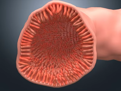 Man's Intestinal Cross Section Showing Villi Structure And Internal Details 3d model