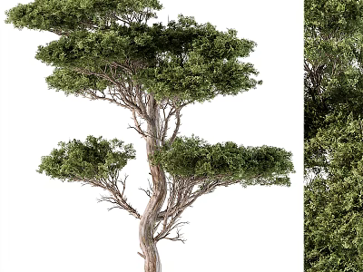 Lush Green Arbor With Curved Trunk Dense Foliage And Natural Canopy 3d model