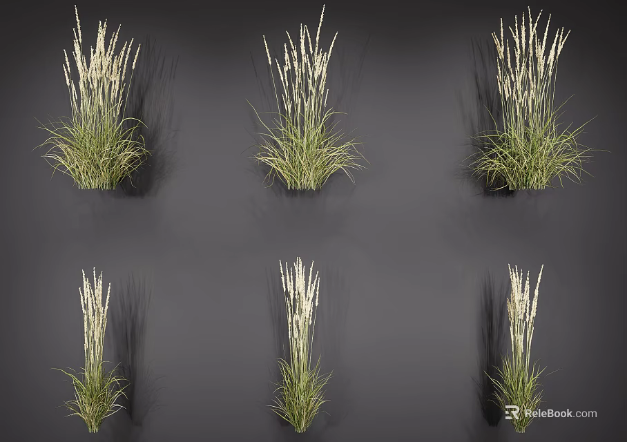Ornamental Grass With Green Leaves And White Flower Spikes For Garden Decoration 3d model 