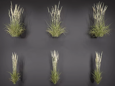 Ornamental Grass With Green Leaves And White Flower Spikes For Garden Decoration 3d model