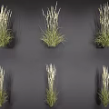 Ornamental Grass With Green Leaves And White Flower Spikes For Garden Decoration