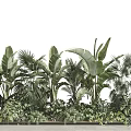 Lush Tropical Green Plants With Tall Palm Leaves And Dense Foliage