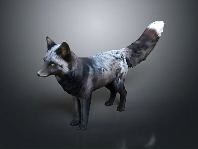 Striking Black and Gray Fox with White Tipped Tail Standing on Gray Background 3d model