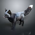 Striking Black and Gray Fox with White Tipped Tail Standing on Gray Background