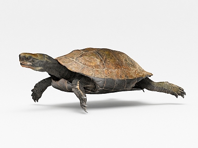 Modern Turtle 3d model