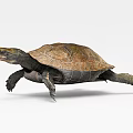 Modern Turtle 3d model
