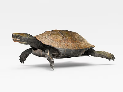 Reptile Turtle with Brown Carapace and Outstretched Limbs Moving Gracefully 3d model Reptile Turtle with Brown Carapace and Outstretched Limbs Moving Gracefully 3d model