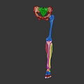 Human Leg Skeleton Muscles Anatomical Structure 3D Rendering Educational Model