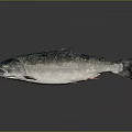 Fresh Whole Silver Salmon Fish With Dark Fins On Gray Background And Reflection