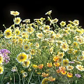Vibrant Flowers and Plants With Yellow Purple Orange Blooms and Green Grass on Black Background