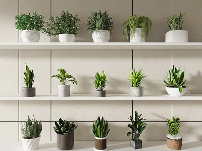 Various Types of Potted Plants Arranged on White Shelves Against Light Tiled Wall 3d model