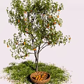Fruit Tree With Orange Fruits And Basket On Green Grass Under Blue Sky