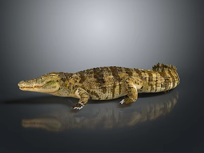 Brown and yellow patterned crocodile lying on smooth surface with reflection against gray background 3d model