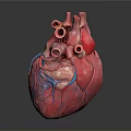 Anatomical Human Heart Model With Detailed Vascular Structure And Red Blue Tissues